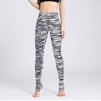 Zebra / S